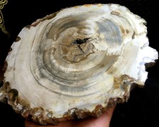 1246g!!! POLISHED PETRIFIED WOOD FOSSIL AGATE SLICE DISPLAY Madagascar