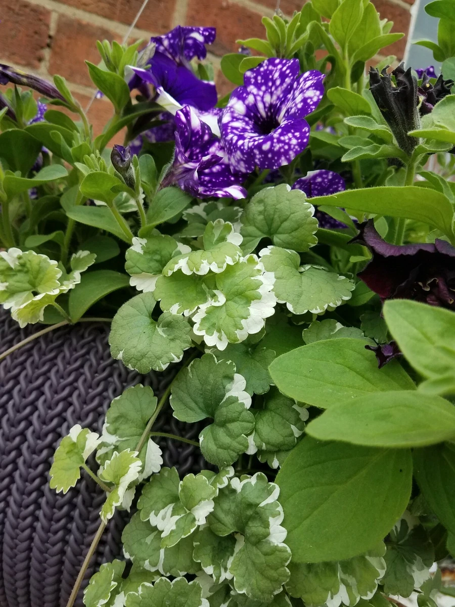 x3 x2 Trailing Variegated Nepeta Plug Plants for Hanging Basket Hardy perennial