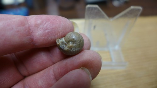 GEOLOGICAL ENTERPRISES Mississippian fossil cephalopod Goniatites americanus - Picture 2 of 5