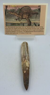 Spinosaurus Teeth Dinosaur F0SSIL Before T Rex Cretaceous K504