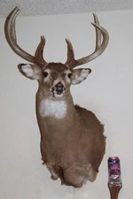 Whitetail Deer Head Shoulder Mount Taxidermy Cape Shed Antler Hunt Mule Rack