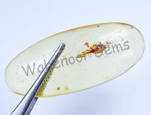 12.85 Ct 100% Natural Yellow Amber Insect Inclusion Certified Loose Gemstone - Picture 4 of 6