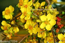 35 FRESH SEEDS Ochna Serrulata Mickey Mouse Plants Tree Yellow Flowers Bonsai