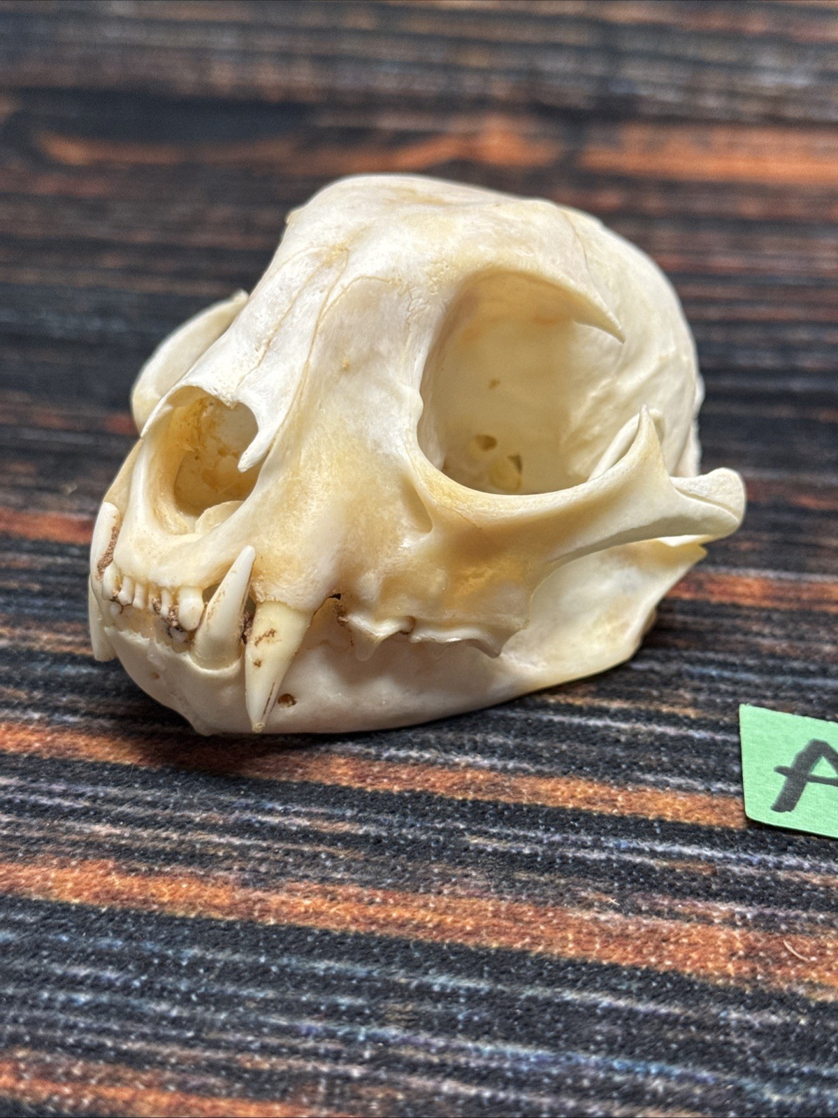 Real XL American Bobcat Skull Animal Mounts Christmas Gifts Man Cave Decor Craft