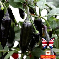 CHILI PEPPER 10 SEEDS ?CHENZO? F1 BLACK CHILLI MINI BUSH RARE
