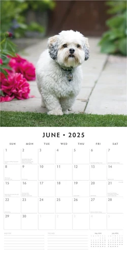 Lhasa Apsos 2025 Square Wall Calendar