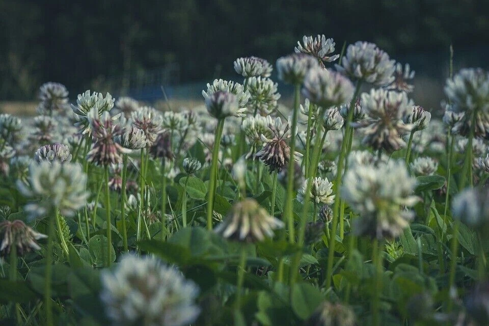 15200+ Semillas de trébol holandés blanco, reliquia, jardín FRESCO semillas de flores perennes Foto 2 de 3