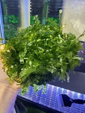 Süsswassertang Two Large Handfuls.