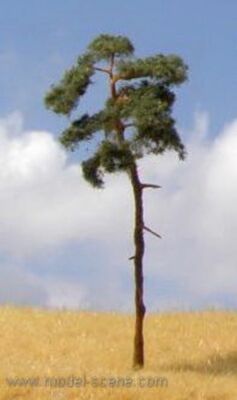 Model Scene BR100, 3x Bergkiefer 80 - 110 mm, Diorama, Landschaft