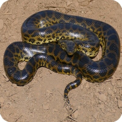6 Stück Anaconda Schlange Wildtiere Aluminium Untersetzer mit Korkfüßen in Geschenkbox