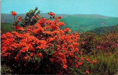 Flame Azalea Mountainside Spring Mountains Postcard UNP VTG Dexter Unused