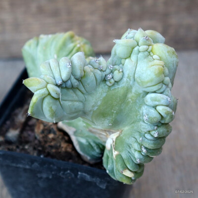 A9421 MYRTILLOCACTUS GEOMETRIZANS CRESTED pot8-H11-W13 cm MaMa