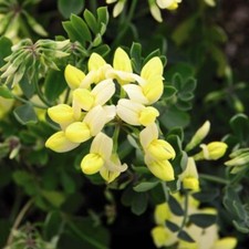 Coronilla citrina - Fragrant Winter Flowering Shrub for Borders -