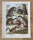 1880 Art Lithograph Print Johnson's Mammalia Rodentia Prairie Dog Marmot Babac