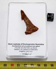 1 Rostraler fossiler Haizahn Onchopristis Numidus (Maroc - 039)