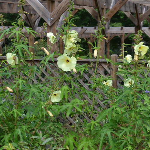 Fiore, Giallo, Ibisco, Pianta Di Fiorura Immagine. Immagine: 113241171 Fiore, Giallo, Ibisco, Pianta Di Fiorura Immagine. Immagine: 113241171