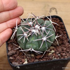 Echinocactus horizonthalonius rs1038 charcas Vaso 8 cm Cod.0312-18