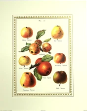 APPLES PICTURE FRUIT  ASSORTED APPLES ART PRINT 16X20