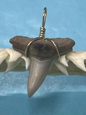 SHARK TOOTH PENDANT..1 Inch Fossilized LEMON Shark Tooth From Bone Valley Fl 