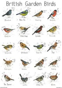 Garden Bird Chart