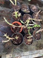 Orbea Stapelia Schweinfurthii, 4 inch Rare Orange Flowering Huernia, Pachycymbiu