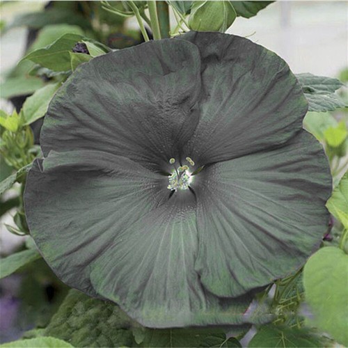 100Pc Exotische Seltene Hibiskus Gartensamen Blume Blume Fatis #X - Picture 17 of 23