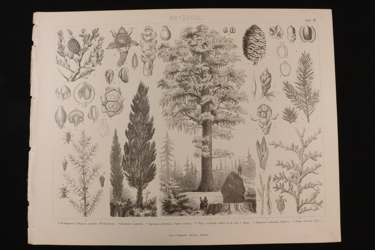BOTANICAL ART 【import品】 il_fullxfull.