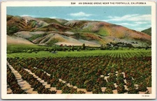 California, 1936 Orange Grove near The Foothills, Harvest Time, Vintage Postcard
