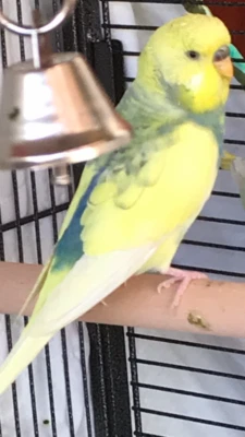 Budgie In Canberra Region Act Birds Gumtree Australia Free Local Classifieds