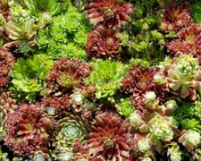 Sempervivum, Hen and chicks, hardy perennial succulent, 35+ seeds