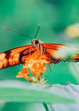 Close Up Butterfly PREMIUM POSTER FILM PRINT HIGH QUALITY Thick paper