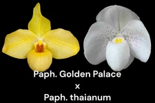 Paph. QF Papa Jack (Golden Palace x thaianum) (2” pot)