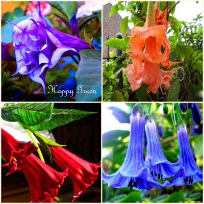 datura brugmansia shrub trumpets angel angels