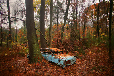1953 Oldsmobile Coupe engulfed between two trees in the woods  8 x 10 Photograph
