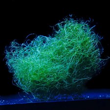 SALE 1 cup Chaetomorpha Macro Algae Chaeto Nutrient Export Free shipping