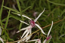 Clematis delicata  Dainty  20 Seeds