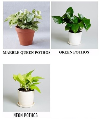 Pothos are being sexwomen, girls anal gifs videos