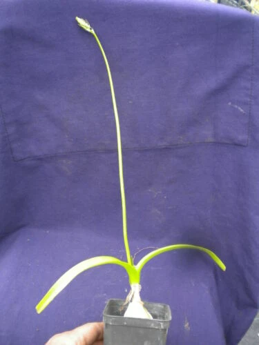 Piante e bonsai subtropicale