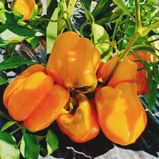 Orange king bell Pepper Seeds  50 seeds  FREE S H