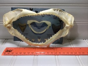 7” wide bull shark jaw bone with teeth - marine ocean life skull w/ postcard