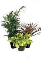 Beautiful Houseplant Multi-Pack - 3 Live Plants in 6 Inch Pots