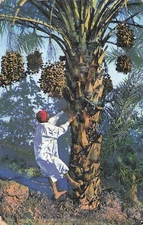 NORTH AFRICA DATE HARVEST 69676