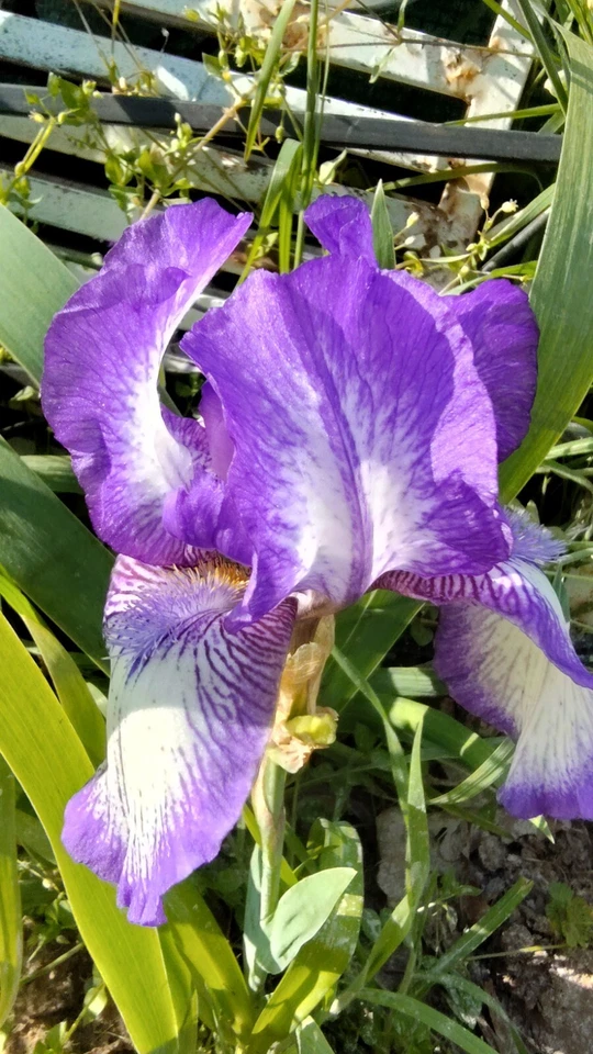 6x MIXED VARIETIES/COLORS BEARDED IRIS Bulbs/Rhizomes FRESH~FREE SHIPPING~ - Image 4 of 4