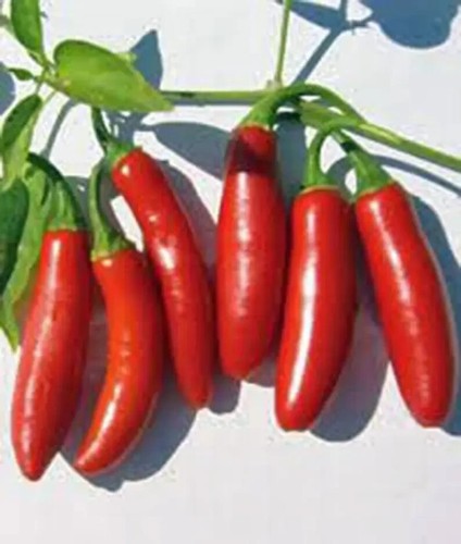 Serrano Chili seeds 24 seeds - Picture 2 of 9
