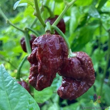 25+ 7 Pot Douglah Hot Pepper Seeds for Garden Planting - USA - FREE SHIPPING!