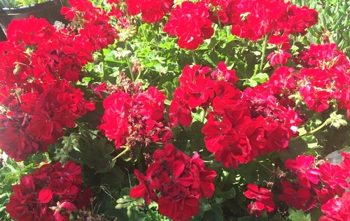 Geranium Large Flowered - Bi-Purple/Red flower - ROOTED plant & CUTTING unrooted - Picture 11 of 23