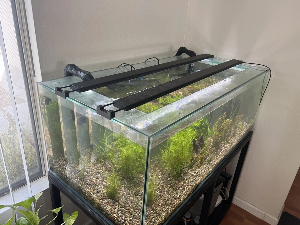 90 Gallon Rimless Aquarium, Stand, Filter, And All Supplies! - Изображение 4 из 4