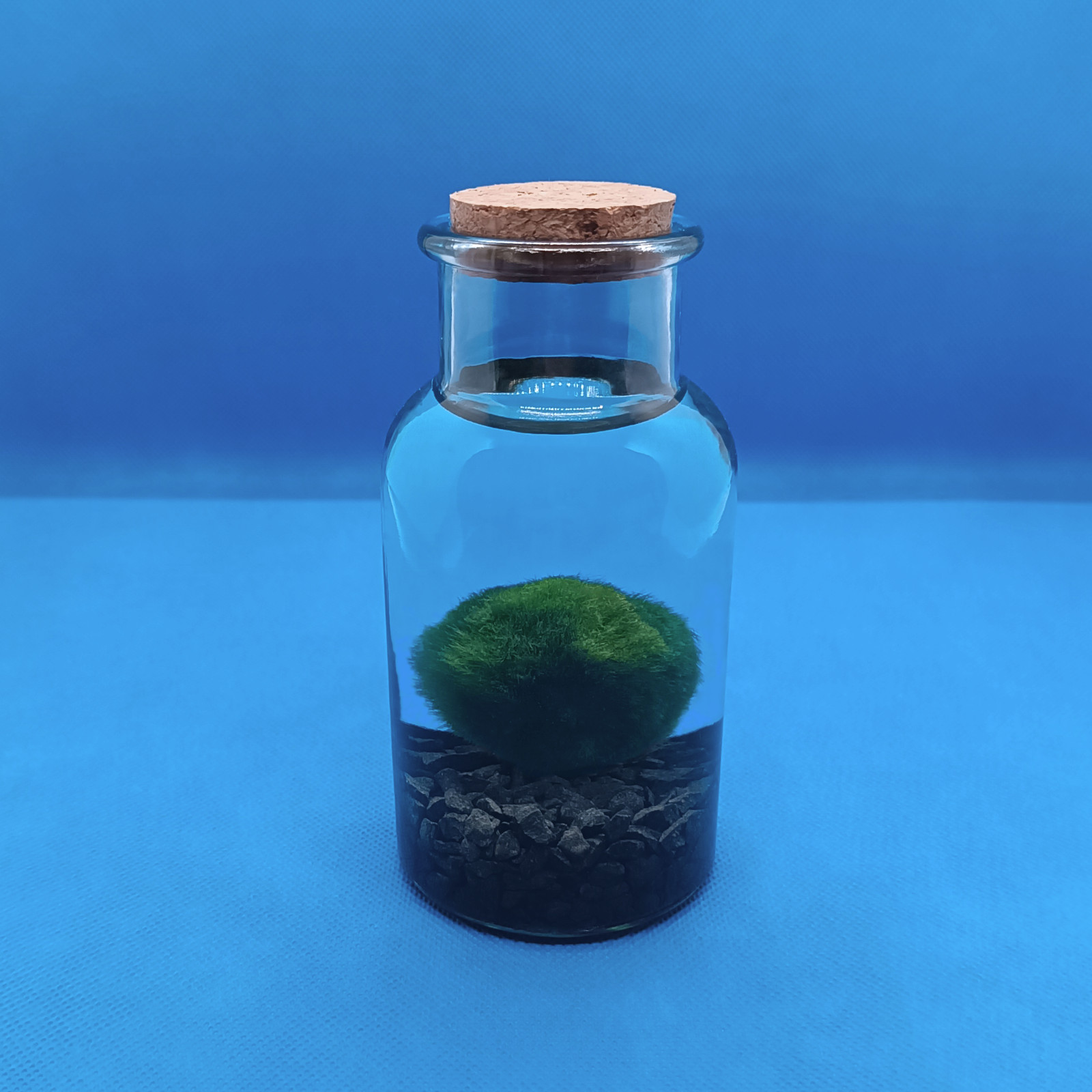 Kit MARIMO Alga Palla in Barattolo con Tappo in Sughero Pianta viva Giapponese