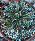 Agave Victoriae Reginae Compacta Live Succulent Plant RARE  5" — photo 4