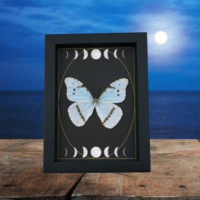 Mint Morpho Butterfly, Taxidermy Display, Moon Phases (8x6 Frame)